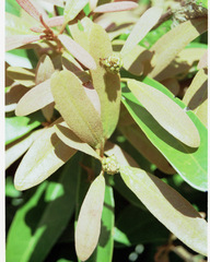 Acridocarpus natalitius