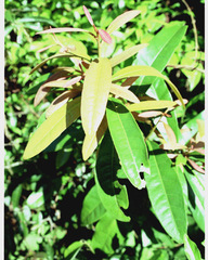 Acridocarpus natalitius
