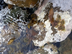 Dactylosiphon bullosus