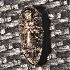Acmaeodera gundlachi
