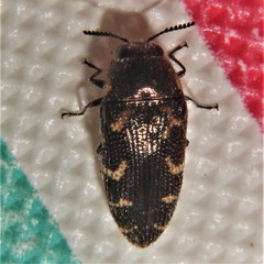 Acmaeodera gundlachi