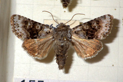 Hecatera bicolorata
