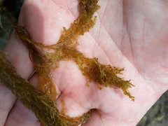 Chondria macrocarpa