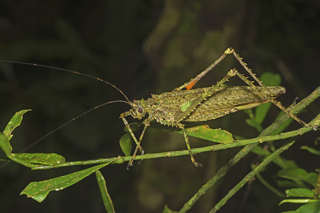 Spiny Rainforest Katydid