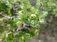 Ribes cuneifolium