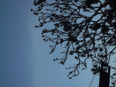 Toxostoma curvirostre