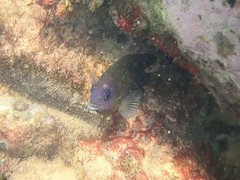 Stegastes imbricatus