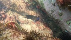 Stegastes imbricatus