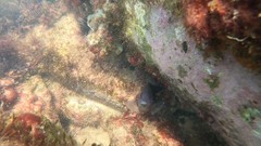 Stegastes imbricatus