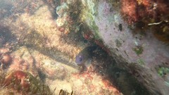 Stegastes imbricatus