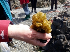 Colpomenia claytoniae