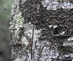 Ecchlorolestes nylephtha