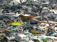 Turdus hauxwelli