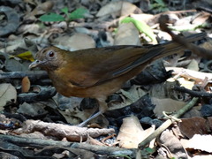 Turdus hauxwelli