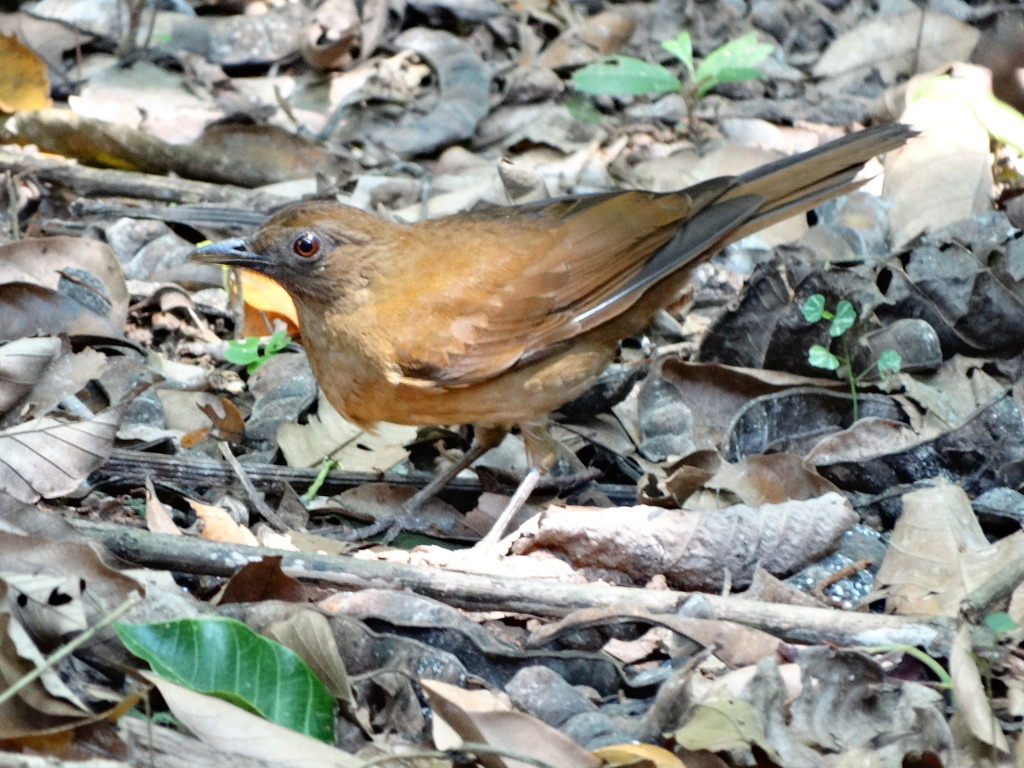 Hauxwell's Thrush