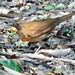 Hauxwell's Thrush - Photo (c) Edson Guilherme, some rights reserved (CC BY-NC), uploaded by Edson Guilherme