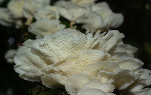 Favolus brasiliensis