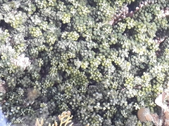 Caulerpa geminata