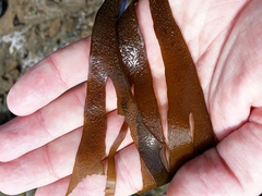 Dictyota kunthii