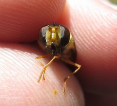 Epistrophe melanostoma