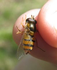 Epistrophe melanostoma