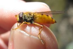 Epistrophe melanostoma