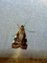 Glyphodes exquisitalis