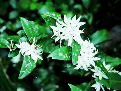 Carissa bispinosa