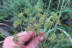 Heteromorpha involucrata
