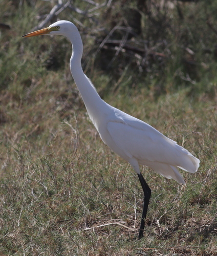 Medium Egret (Ardea intermedia), photo 7