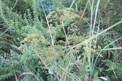 Heteromorpha involucrata