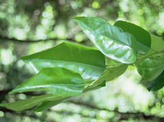 Cassipourea gummiflua