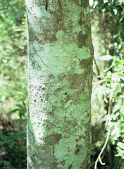 Cassipourea gummiflua