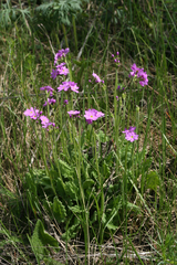 Primula cortusoides