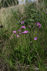 Primula cortusoides