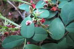 Indigofera oxalidea
