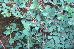 Indigofera oxalidea