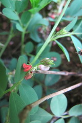 Indigofera oxalidea