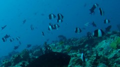 Hemitaurichthys zoster