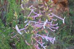 Ocimum tubiforme