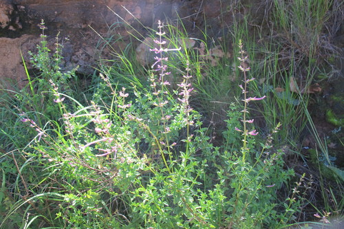 Image of Ocimum tubiforme by (c) James Deacon, some rights reserved (CC BY-SA)