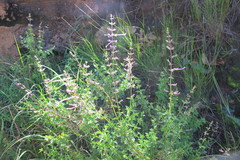 Ocimum tubiforme