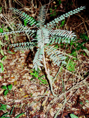 Cnestis polyphylla