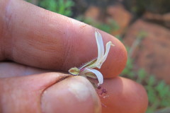 Pelargonium dolomiticum
