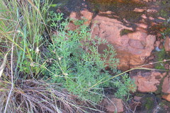Pelargonium dolomiticum