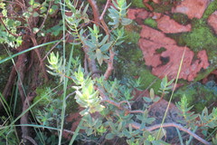 Crassula sarcocaulis