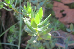 Crassula sarcocaulis