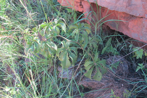 Cyphostemma woodii