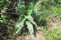 Ledebouria zebrina