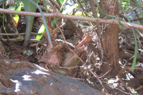 Drimia delagoensis